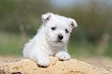 WESTIE 101